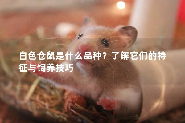 白色仓鼠是什么品种？了解它们的特征与饲养技巧