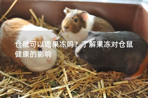 仓鼠可以吃果冻吗？了解果冻对仓鼠健康的影响
