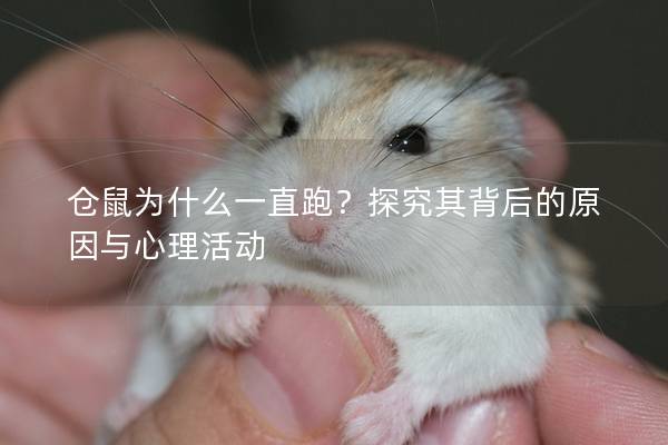 仓鼠为什么一直跑？探究其背后的原因与心理活动