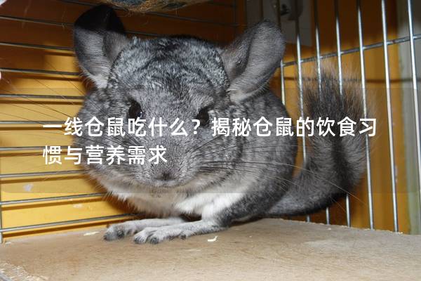 一线仓鼠吃什么？揭秘仓鼠的饮食习惯与营养需求