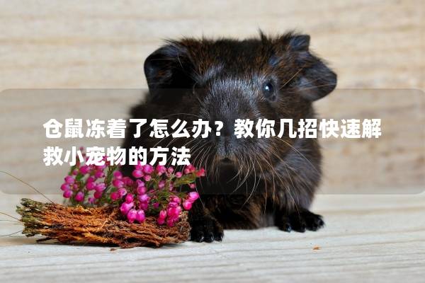仓鼠冻着了怎么办？教你几招快速解救小宠物的方法