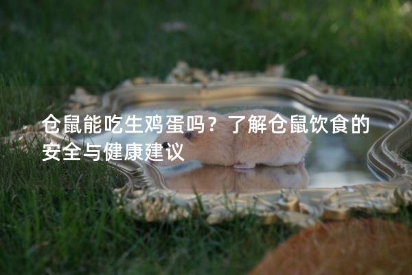 仓鼠能吃生鸡蛋吗？了解仓鼠饮食的安全与健康建议