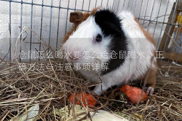 仓鼠怎么喝水要怎么给仓鼠喝水，正确方法与注意事项详解