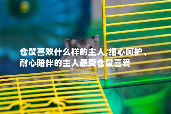仓鼠喜欢什么样的主人,细心呵护、耐心陪伴的主人最受仓鼠喜爱