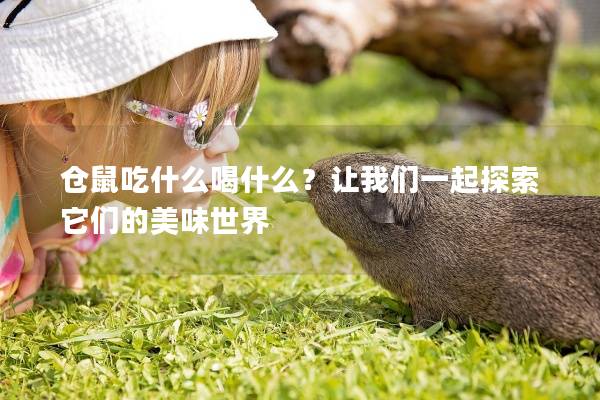 仓鼠吃什么喝什么？让我们一起探索它们的美味世界