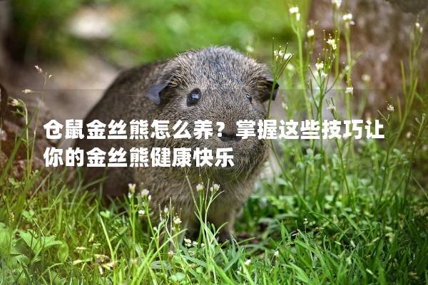 仓鼠金丝熊怎么养？掌握这些技巧让你的金丝熊健康快乐