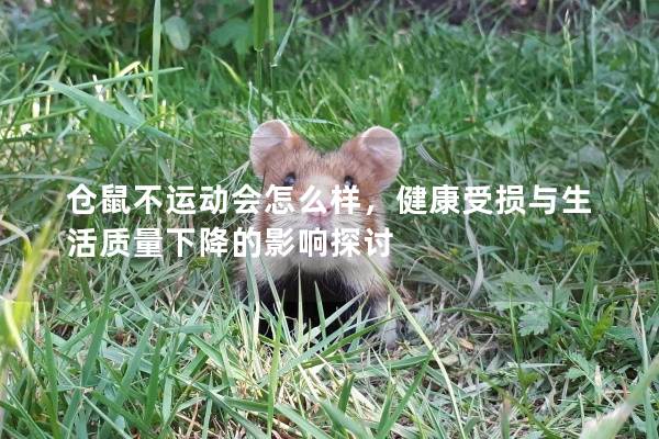 仓鼠不运动会怎么样，健康受损与生活质量下降的影响探讨