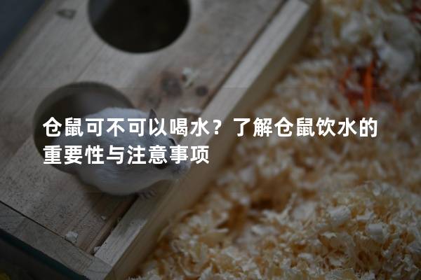 仓鼠可不可以喝水？了解仓鼠饮水的重要性与注意事项