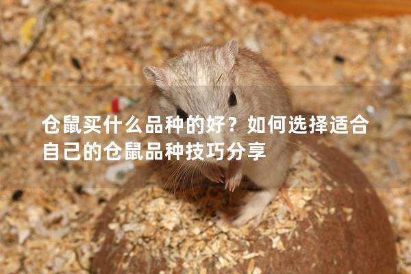 仓鼠买什么品种的好？如何选择适合自己的仓鼠品种技巧分享