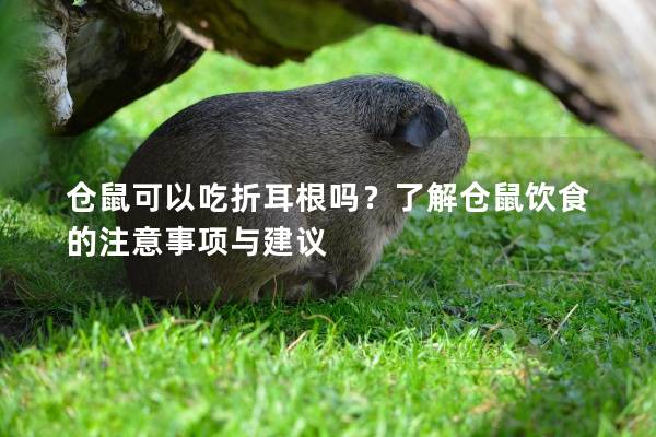 仓鼠可以吃折耳根吗？了解仓鼠饮食的注意事项与建议