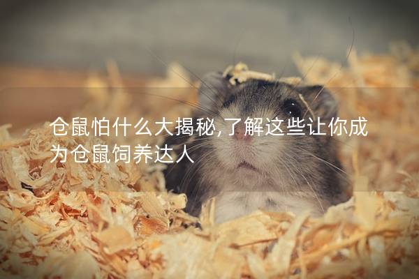 仓鼠怕什么大揭秘,了解这些让你成为仓鼠饲养达人