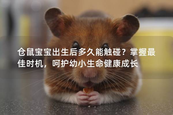 仓鼠宝宝出生后多久能触碰？掌握最佳时机，呵护幼小生命健康成长