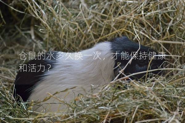 仓鼠的水多久换一次，才能保持健康和活力？