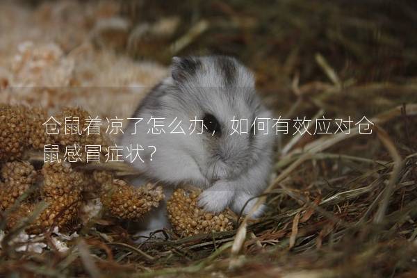 仓鼠着凉了怎么办，如何有效应对仓鼠感冒症状？