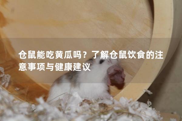 仓鼠能吃黄瓜吗？了解仓鼠饮食的注意事项与健康建议