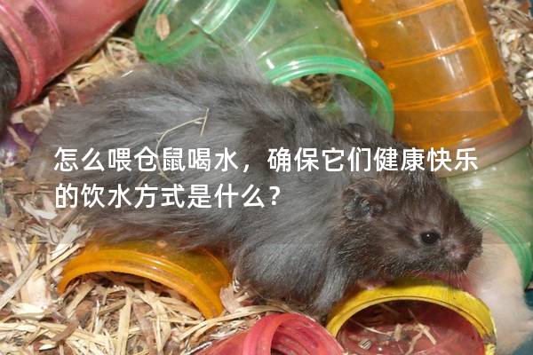 怎么喂仓鼠喝水，确保它们健康快乐的饮水方式是什么？