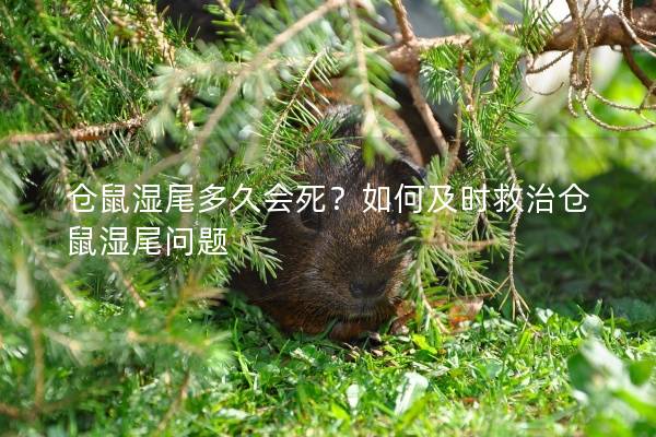 仓鼠湿尾多久会死？如何及时救治仓鼠湿尾问题