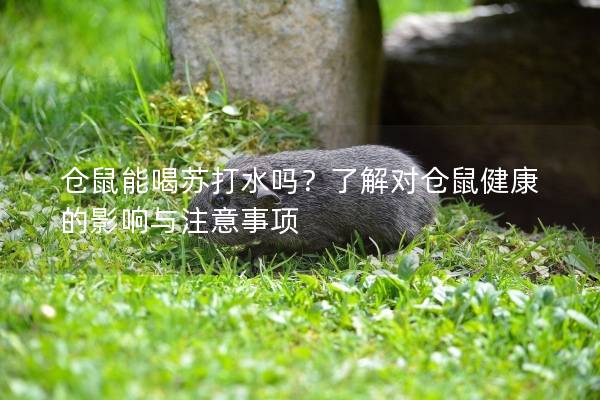 仓鼠能喝苏打水吗？了解对仓鼠健康的影响与注意事项
