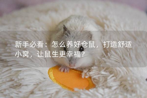 新手必看：怎么养好仓鼠，打造舒适小窝，让鼠生更幸福？