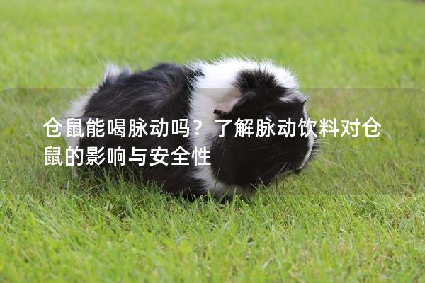 仓鼠能喝脉动吗？了解脉动饮料对仓鼠的影响与安全性