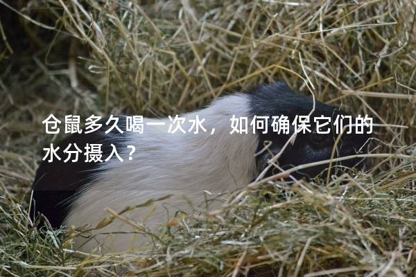 仓鼠多久喝一次水，如何确保它们的水分摄入？