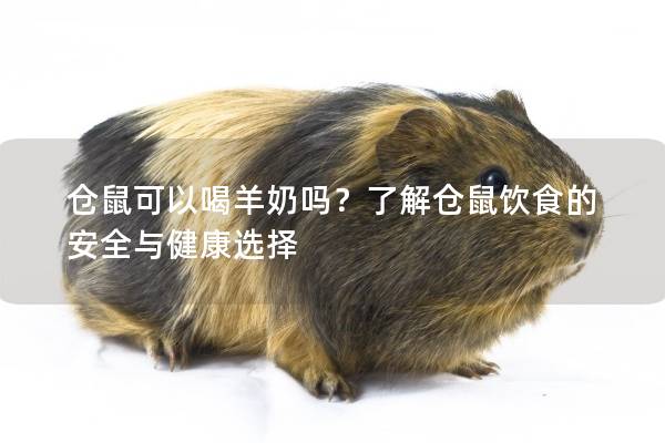仓鼠可以喝羊奶吗？了解仓鼠饮食的安全与健康选择