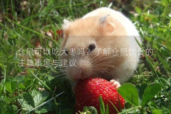 仓鼠可以吃大枣吗？了解仓鼠饮食的注意事项与建议