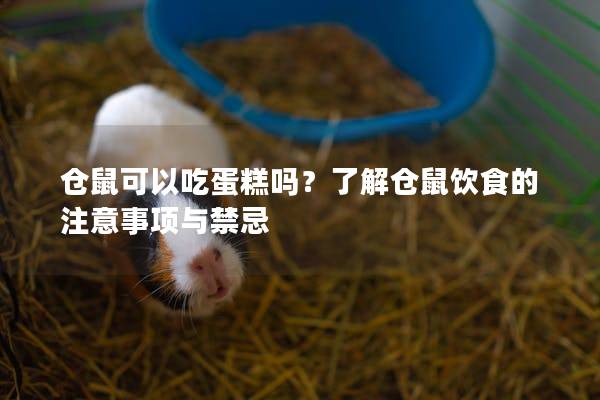 仓鼠可以吃蛋糕吗？了解仓鼠饮食的注意事项与禁忌