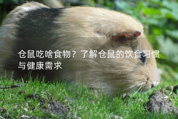 仓鼠吃啥食物？了解仓鼠的饮食习惯与健康需求