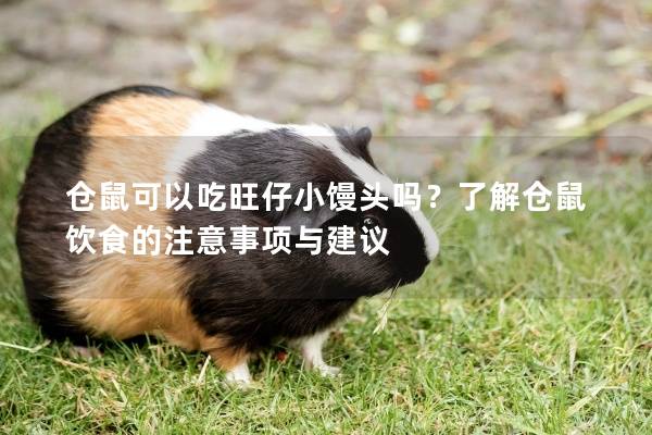 仓鼠可以吃旺仔小馒头吗？了解仓鼠饮食的注意事项与建议