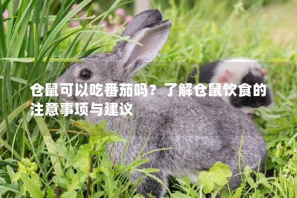 仓鼠可以吃番茄吗？了解仓鼠饮食的注意事项与建议