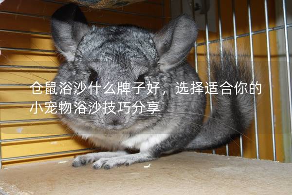 仓鼠浴沙什么牌子好，选择适合你的小宠物浴沙技巧分享