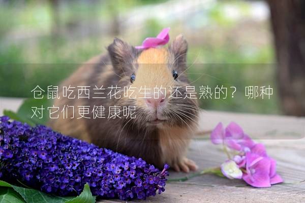 仓鼠吃西兰花吃生的还是熟的？哪种对它们更健康呢