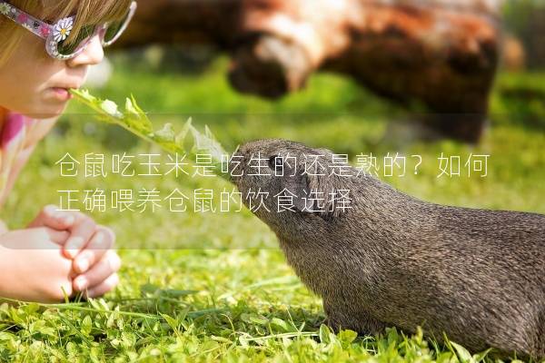 仓鼠吃玉米是吃生的还是熟的？如何正确喂养仓鼠的饮食选择