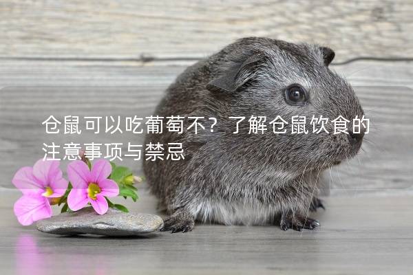 仓鼠可以吃葡萄不？了解仓鼠饮食的注意事项与禁忌