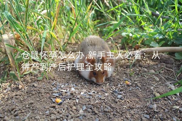仓鼠怀孕怎么办,新手主人必看：从待产到产后护理全攻略