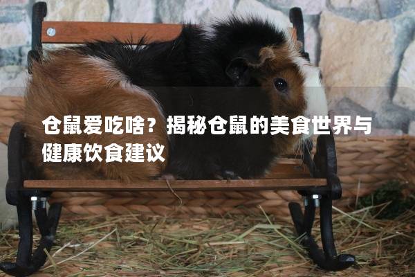 仓鼠爱吃啥？揭秘仓鼠的美食世界与健康饮食建议