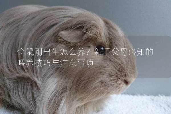 仓鼠刚出生怎么养？新手父母必知的喂养技巧与注意事项