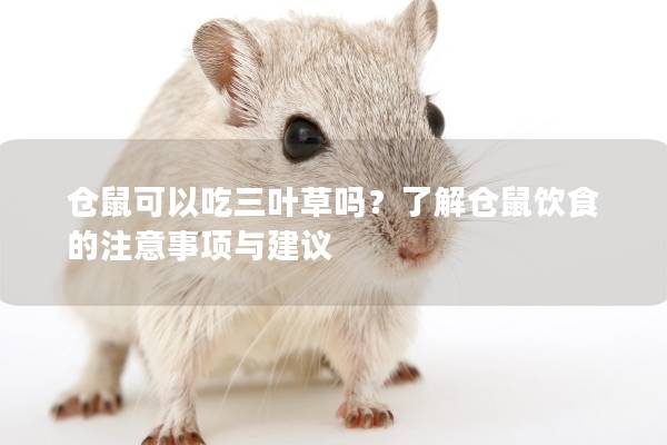 仓鼠可以吃三叶草吗？了解仓鼠饮食的注意事项与建议