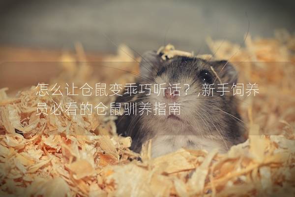 怎么让仓鼠变乖巧听话？,新手饲养员必看的仓鼠驯养指南