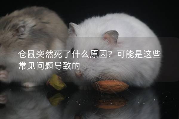 仓鼠突然死了什么原因？可能是这些常见问题导致的