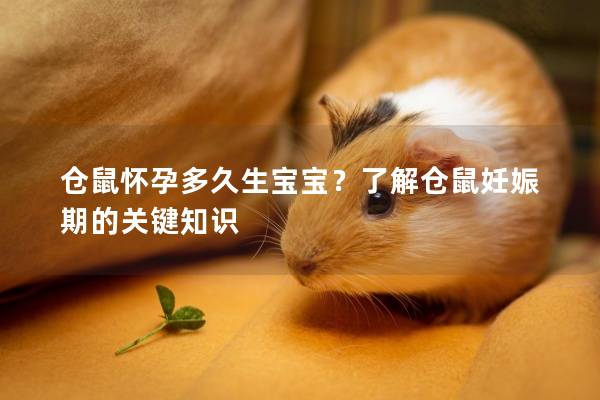 仓鼠怀孕多久生宝宝？了解仓鼠妊娠期的关键知识