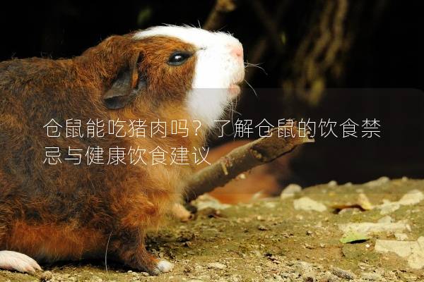 仓鼠能吃猪肉吗？了解仓鼠的饮食禁忌与健康饮食建议