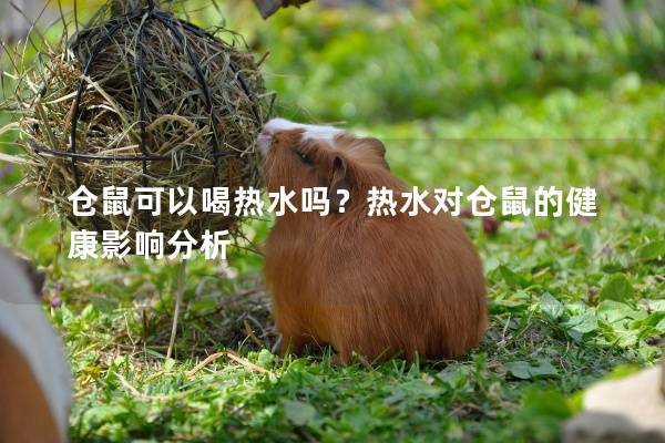 仓鼠可以喝热水吗？热水对仓鼠的健康影响分析