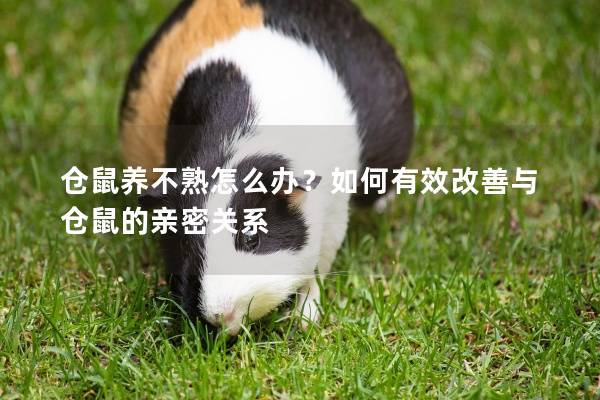 仓鼠养不熟怎么办？如何有效改善与仓鼠的亲密关系