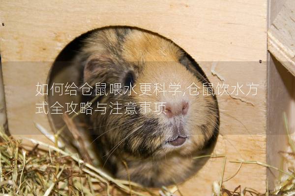 如何给仓鼠喂水更科学,仓鼠饮水方式全攻略与注意事项