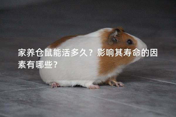 家养仓鼠能活多久？影响其寿命的因素有哪些？