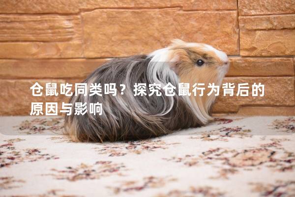 仓鼠吃同类吗？探究仓鼠行为背后的原因与影响