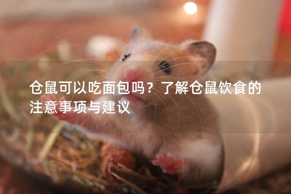 仓鼠可以吃面包吗？了解仓鼠饮食的注意事项与建议