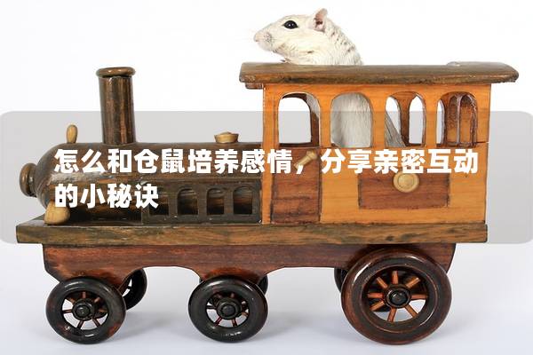 怎么和仓鼠培养感情，分享亲密互动的小秘诀